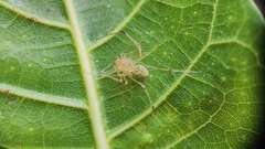 Scytodes pallida