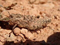 Glauia durieui