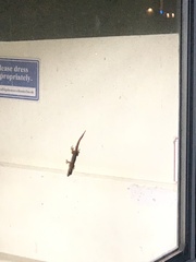 Hemidactylus platyurus