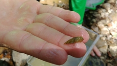 Ocyptamus fuscipennis