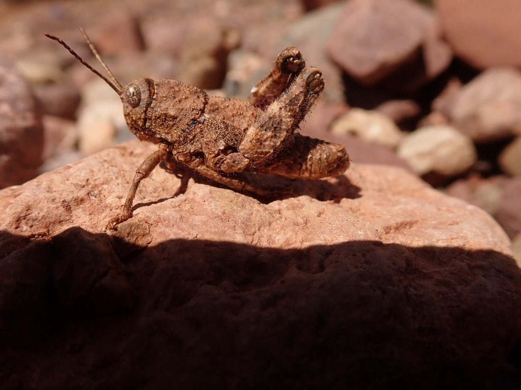 Pseudoglauia tarudantica
