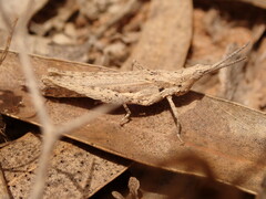 Pyrgomorpha cognata