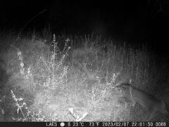 Lycalopex gymnocercus