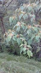 Croton magdalenensis