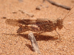 Sphingonotus azurescens