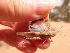 Sphingonotus azurescens