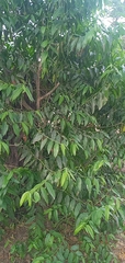Vallesia glabra
