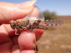 Sphingonotus caerulans