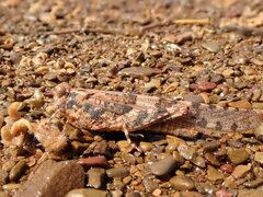 Sphingonotus caerulans