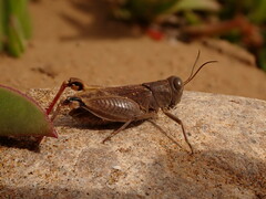 Sphodromerus occidentalis
