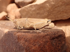 Sphodromerus occidentalis