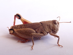 Sphodromerus occidentalis