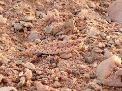 Tenuitarsus angustus