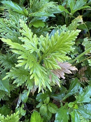 Selaginella willdenowii