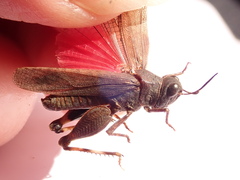 Thalpomena azureipennis