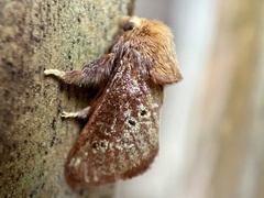 Doratifera quadriguttata