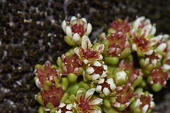Sedum minimum