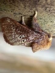 Doratifera quadriguttata