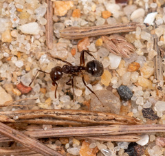 Dolichoderus thoracicus