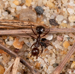 Dolichoderus thoracicus