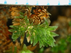 Selaginella eremophila