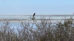 Cercotrichas coryphoeus