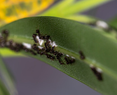 Dolichoderus thoracicus