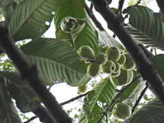 Garcinia griffithii