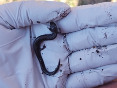 Plethodon electromorphus