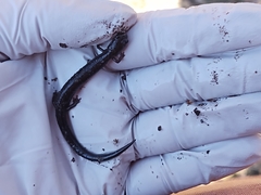 Plethodon electromorphus
