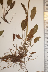 Packera paupercula paupercula