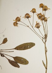 Packera paupercula paupercula