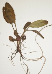 Packera paupercula paupercula