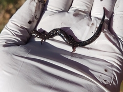 Plethodon electromorphus