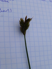 Carex canescens