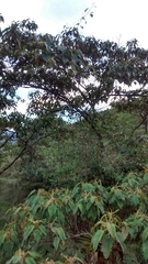 Croton magdalenensis