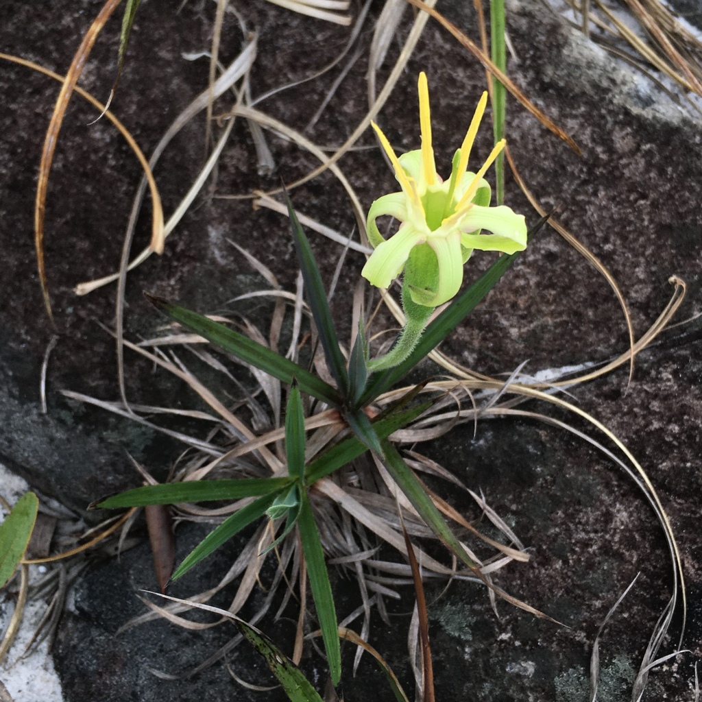 Barbacenia reflexa