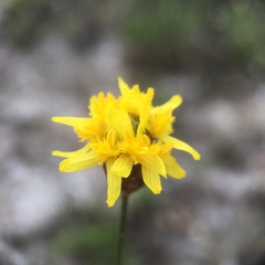 Xyridaceae