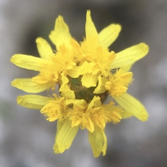 Xyridaceae