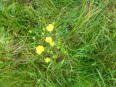 Potentilla aurea
