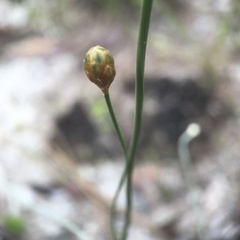 Xyridaceae