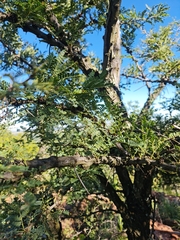 Vachellia robusta robusta