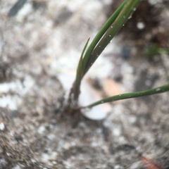 Xyridaceae