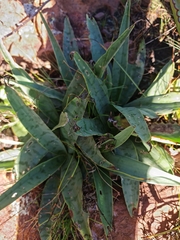 Ledebouria luteola