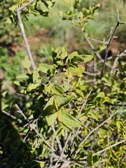Vangueria parvifolia