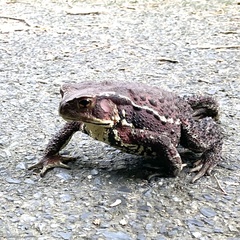Bufo praetextatus