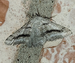 Digrammia pallorata