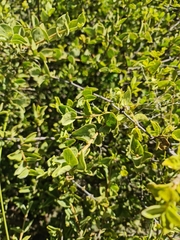 Vangueria parvifolia
