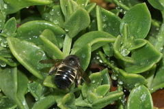Xylocopa tabaniformis