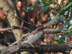 Passer domesticus